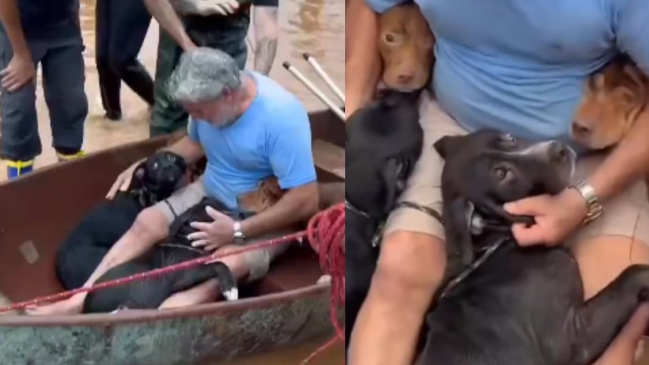 El conmovedor momento tras el rescate de los cuatro perros.