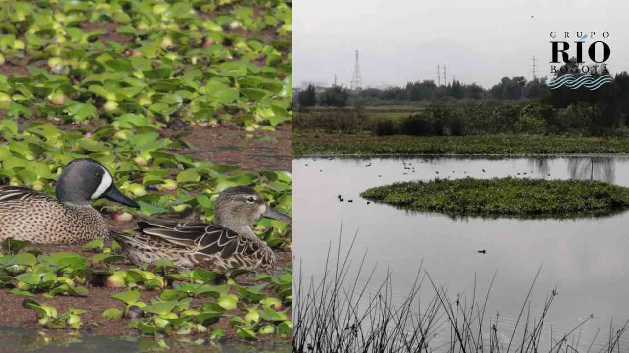 El pato canadiense es una de las aves migratorias que más hace presencia en los humedales bogotanos. Fotos: Fernando Castro y EAAB.