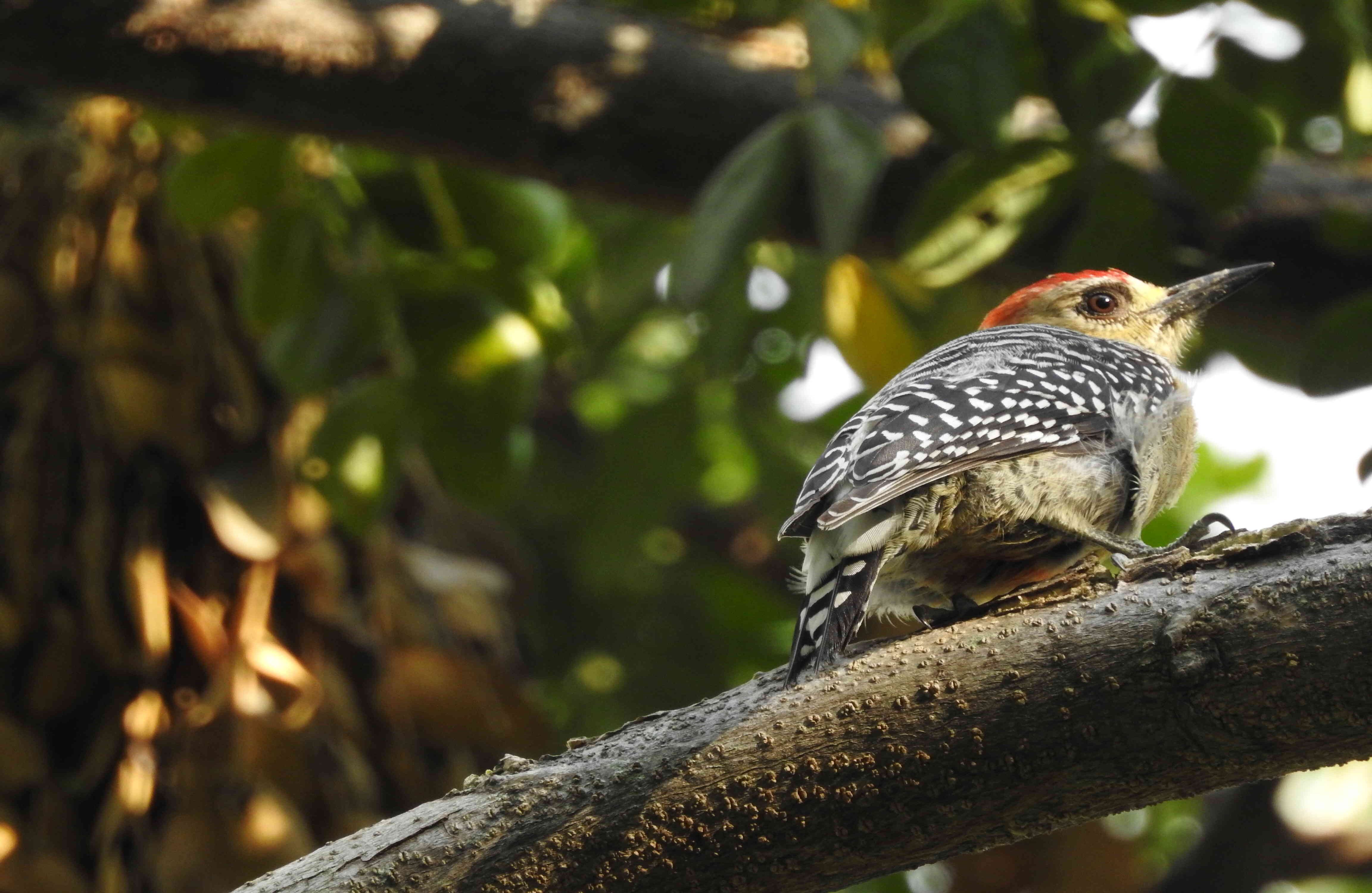 Tres especies presentaron algún grado de amenaza y endemismo: la perdiz colorada (Odontophorus hyperythrus), la guacharaca (Ortalis columbiana) y el perico de frente escarlata (Psittacara wagleri).