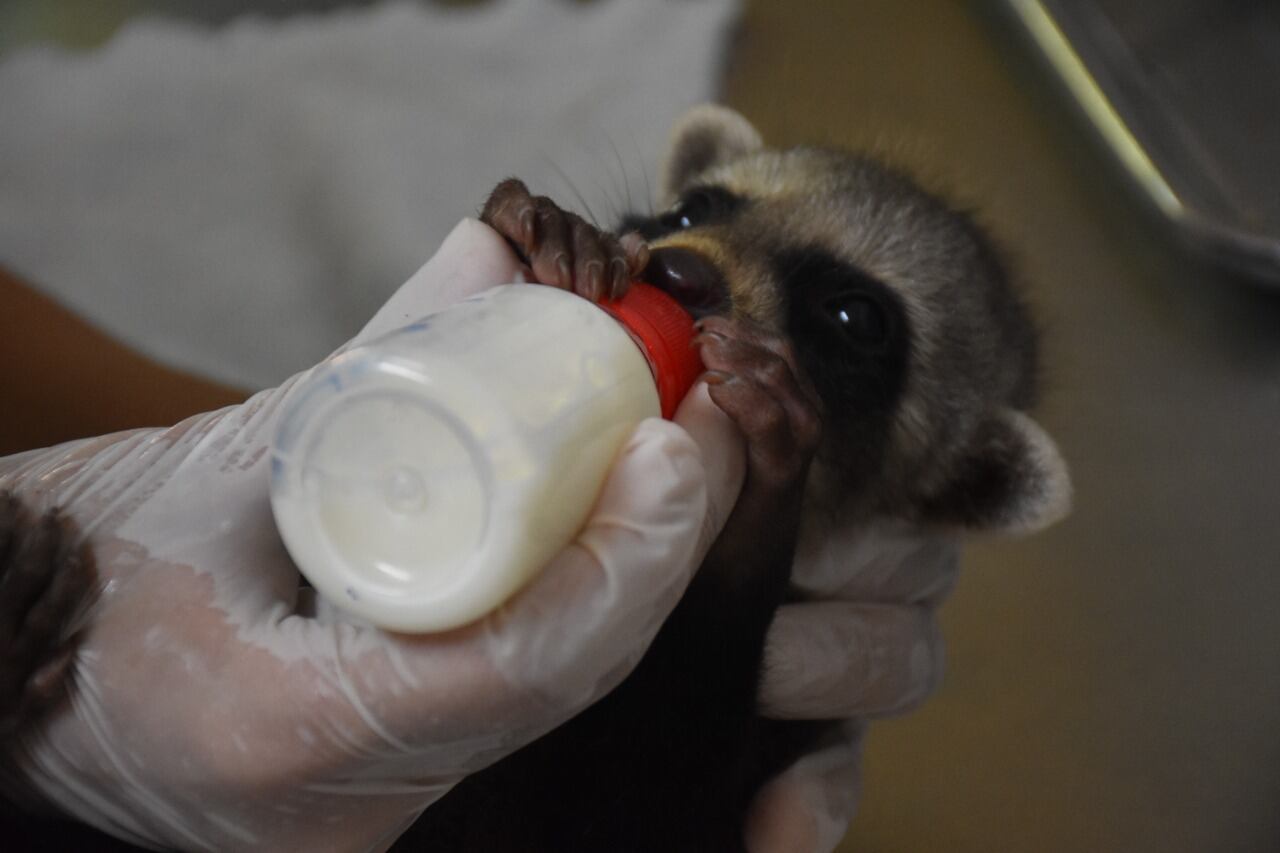 El lactoreemplazador, el cual sustituye el proceso de lactancia de la madre.
