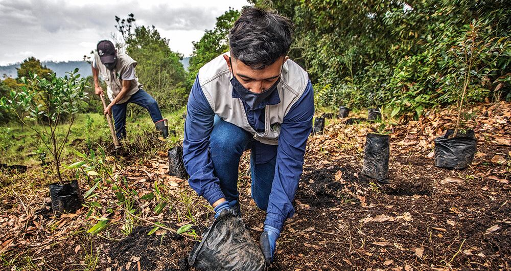 La siembra es el proceso de colocar las semillas en un terreno "preparado para ese fin".