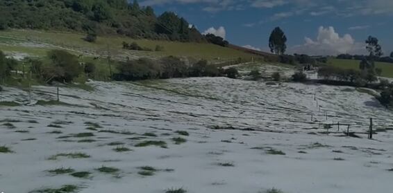La vegetación quedó bajo una gruesa capa de granizo.