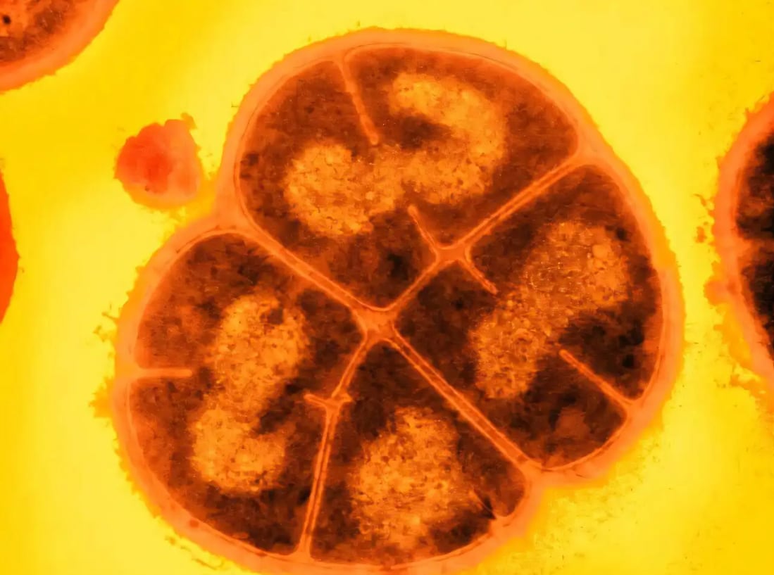 El antioxidante MDP, derivado del manganeso, ofrece nuevas perspectivas para la protección celular.