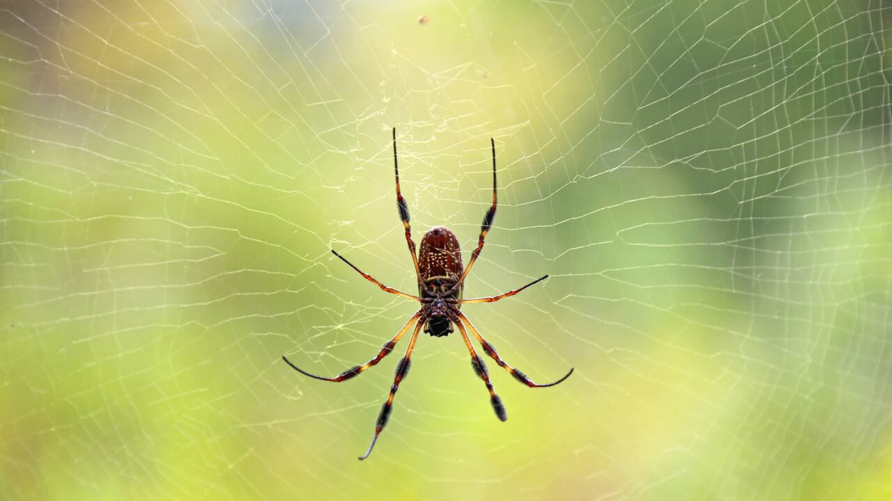 Las arañas generen repulsión en algunas personas.