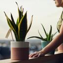 Explorando el poder de las plantas para un sueño profundo y reparador