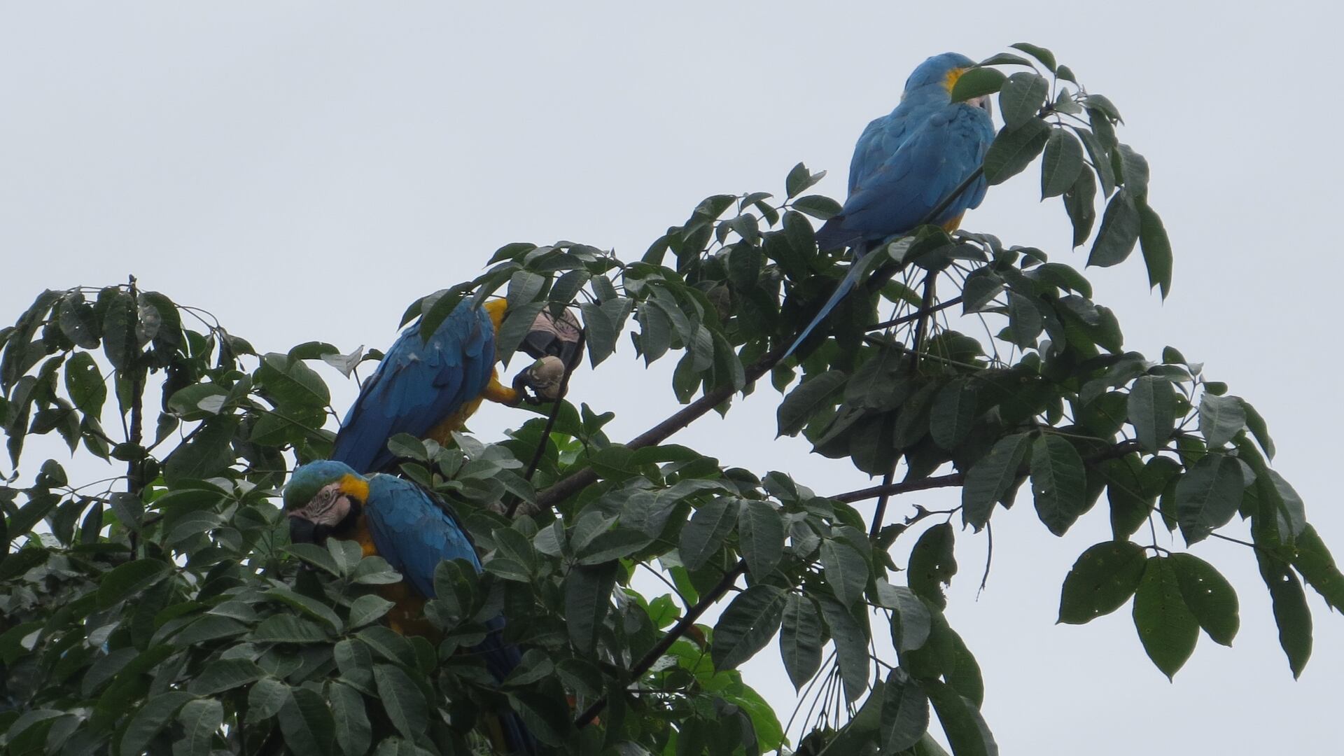 Guacamayas azuliamarillas en dosel de caucho.