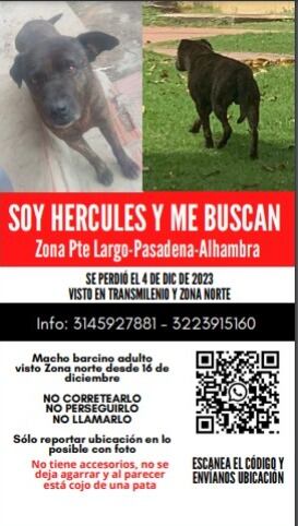 Un perrito de 17 años está perdido al norte de Bogotá