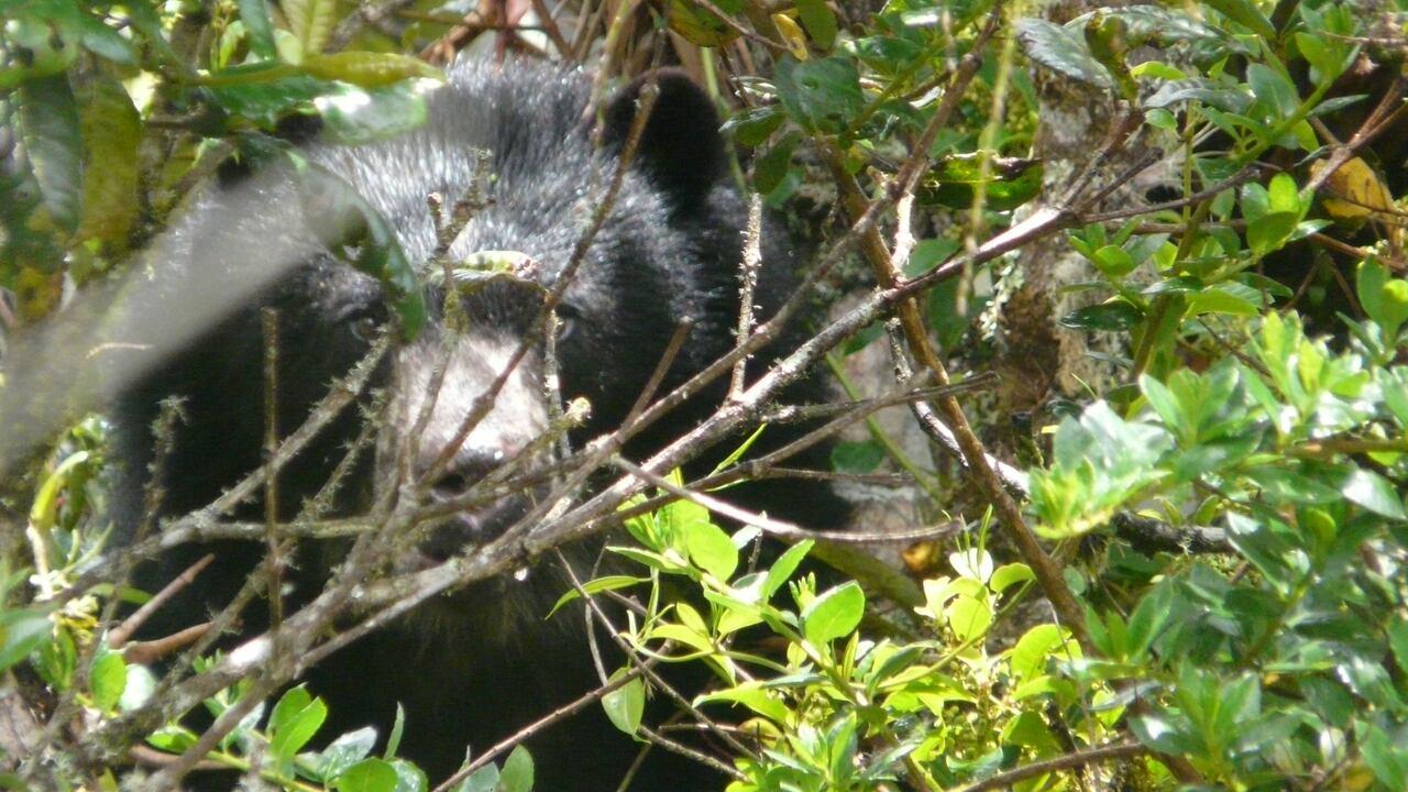 Hoy en día los turistas que van, por ejemplo, a Chingaza tienen una alta probabilidad de encontrarse con un oso.
