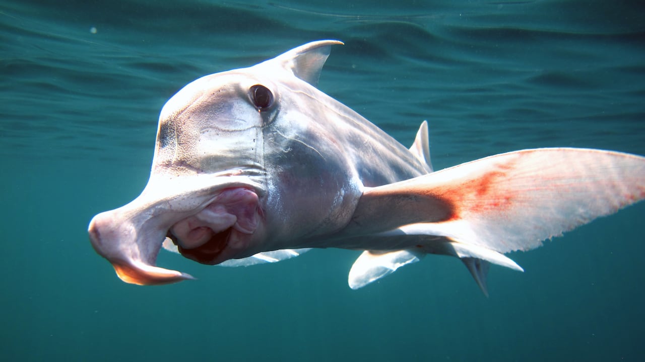 Científicos reconstruyeron la vida del tiburón fantasma analizando sus ojos.