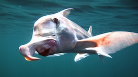 Los ojos del pejegallo permitieron entender su dieta y evolución.