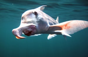 Los ojos del pejegallo permitieron entender su dieta y evolución.