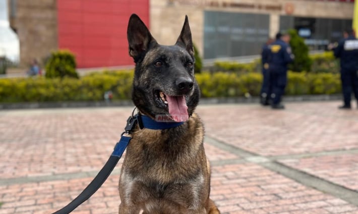Él es Dastan, el perro rescatista de Colombia que viaja a Venezuela para ayudar, luego de los terremotos.