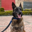 Él es Dastan, el perro rescatista de Colombia que viaja a Venezuela para ayudar, luego de los terremotos.