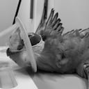 Murió guacamaya rescatada en Robledo tras quedar atrapada en una cuerda.