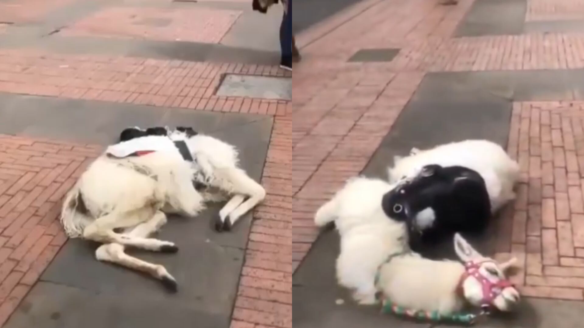 Así quedó tendida en el suelo la llama.