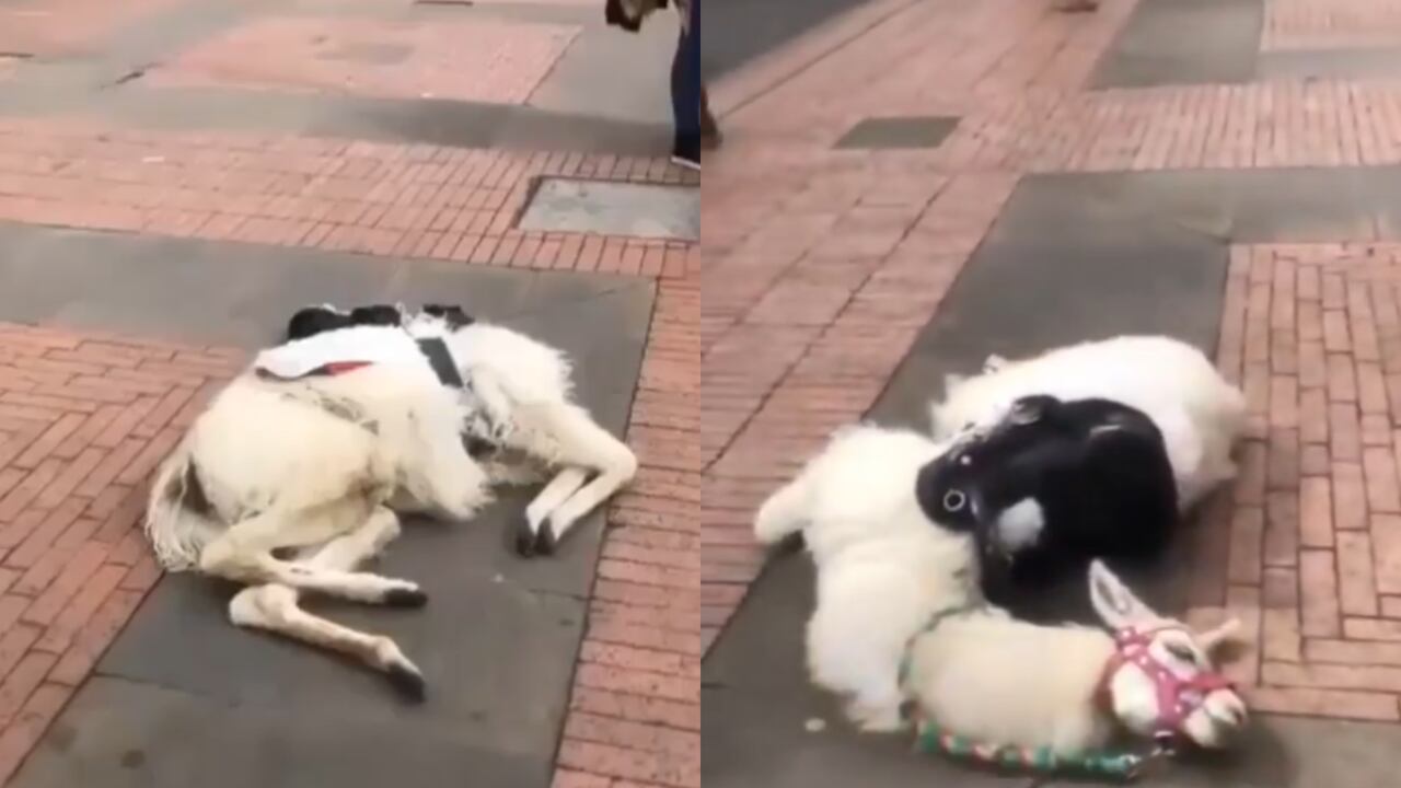 Así quedó tendida en el suelo la llama.