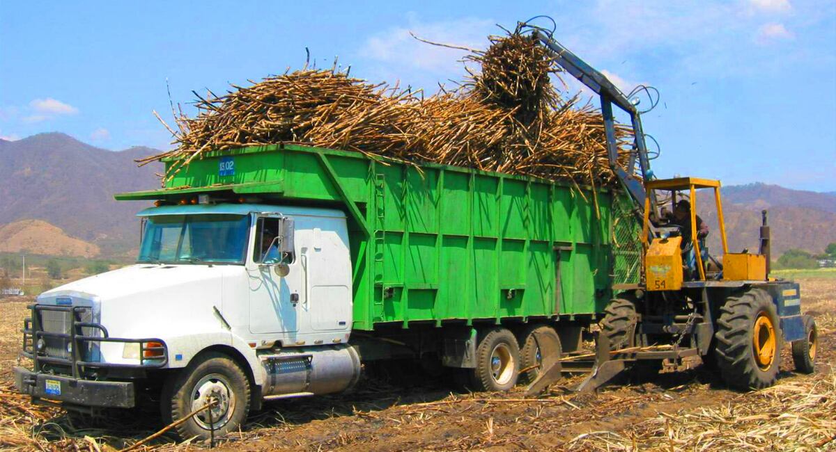 Cultivo de caña de azúcar. 
