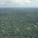 Bosques amazónicos. Foto: Archivo Semana