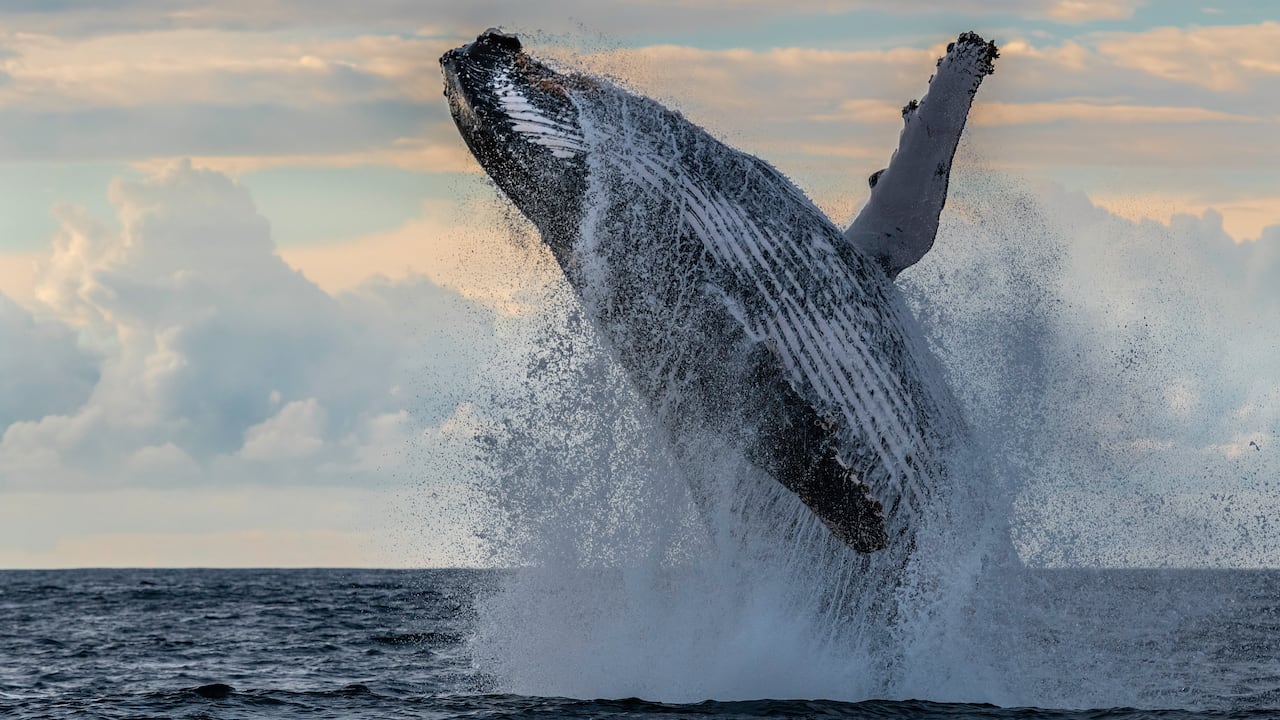 Ballena jorobada
