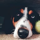 Las fobias más comunes de los caninos son las relacionadas a tormentas, fuegos artificiales, viajes y ciertos lugares.