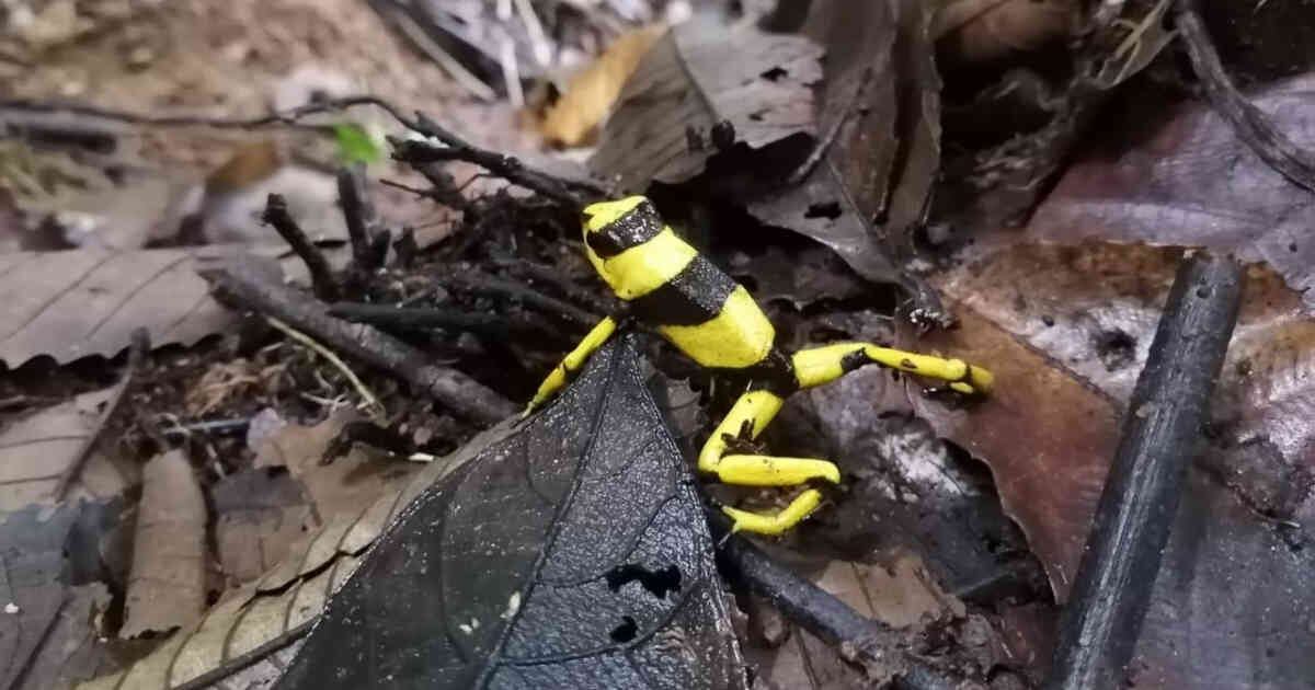 La rana de la especie Oophaga lehmanni se caracteriza por sus colores amarillo, rojo o naranja con franjas negras. Foto: CVC. 
