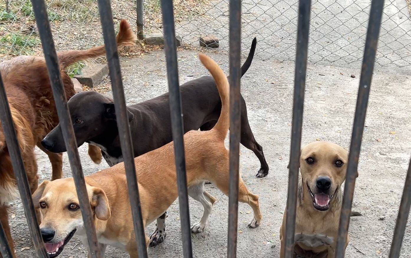 Los animales del hogar que son recuperados se llevan a un centro de adopción, donde podrán ser visitados por las personas interesadas en un compañero para llevar a casa.