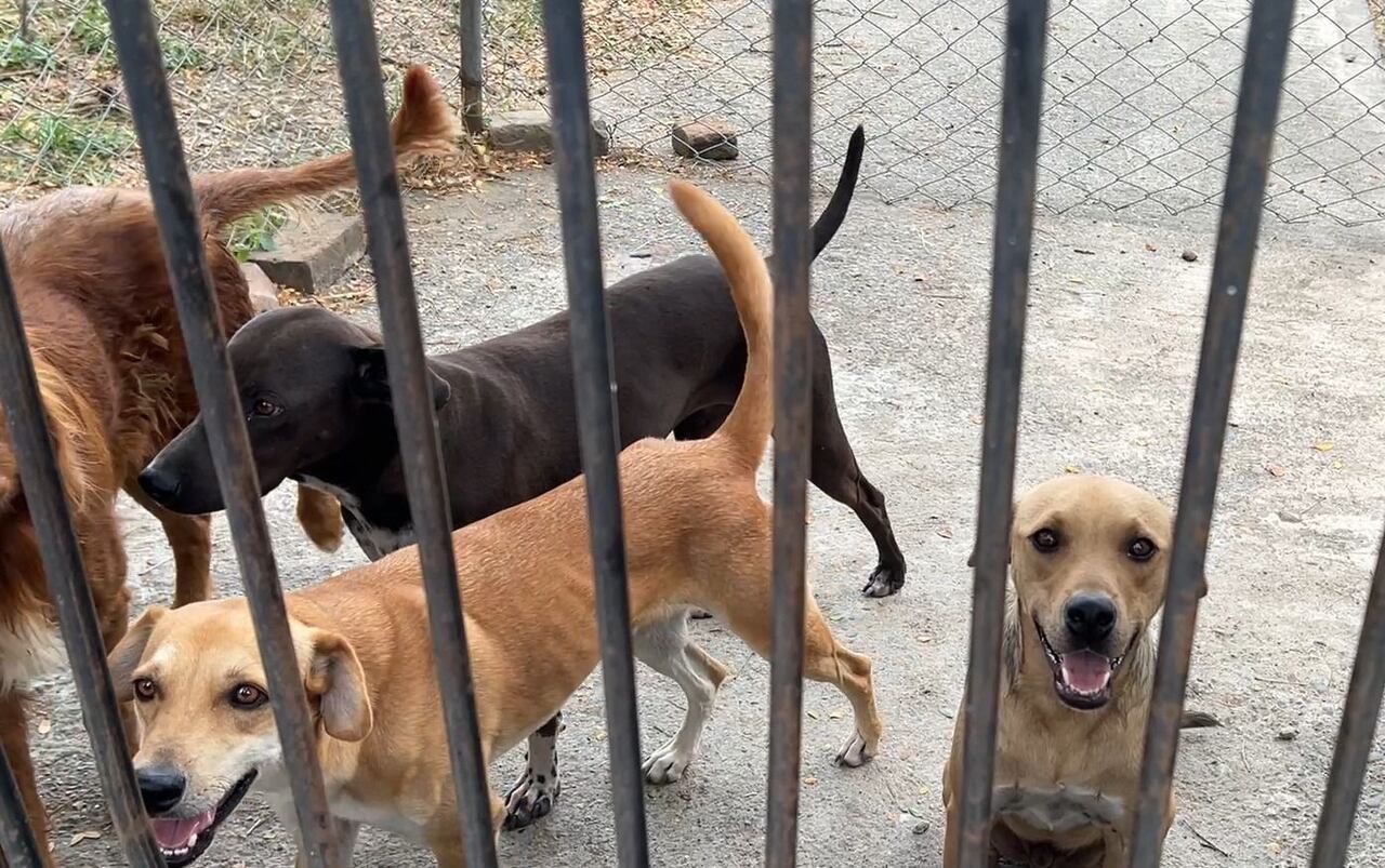 Los animales del hogar que son recuperados se llevan a un centro de adopción, donde podrán ser visitados por las personas interesadas en un compañero para llevar a casa.