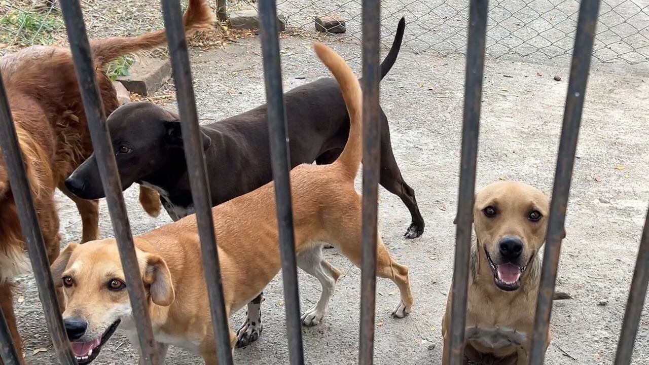 Dueña de un centro de estética animal fue imputada por maltrato.