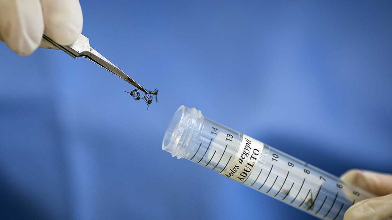 Se estima que el brote del Zika ha afectado a cerca de 50 países de Latinoamérica, el Pacífico, el Caribe y el estado de la Florida en Estados Unidos.