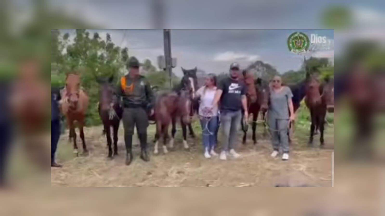 En este momento los equinos reciben atención veterinaria para lograr su recuperación