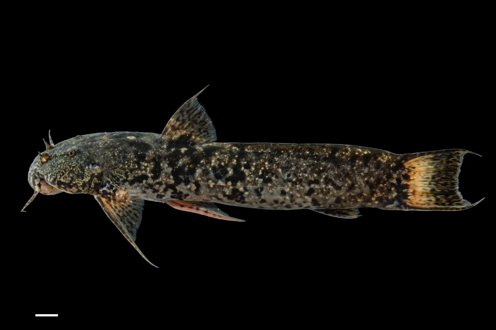 Pez capitán de Medellín