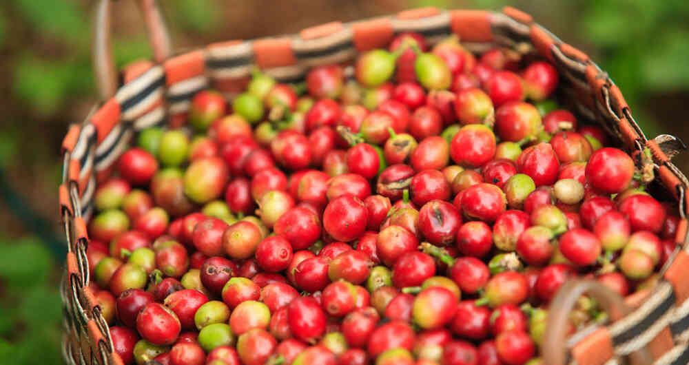 Granos de café colombiano han caído por fuertes lluvias, su producción está disminuyendo. 