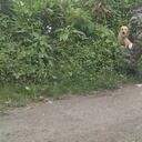 Rall es uno de los canes héroes, el labrador lleva tres años al servicio del Ejército Nacional