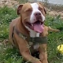 Él es Terry, el perro que fue atacado en su hocico y boca por su vecino en un acto de intolerancia. Foto: archivo particular.