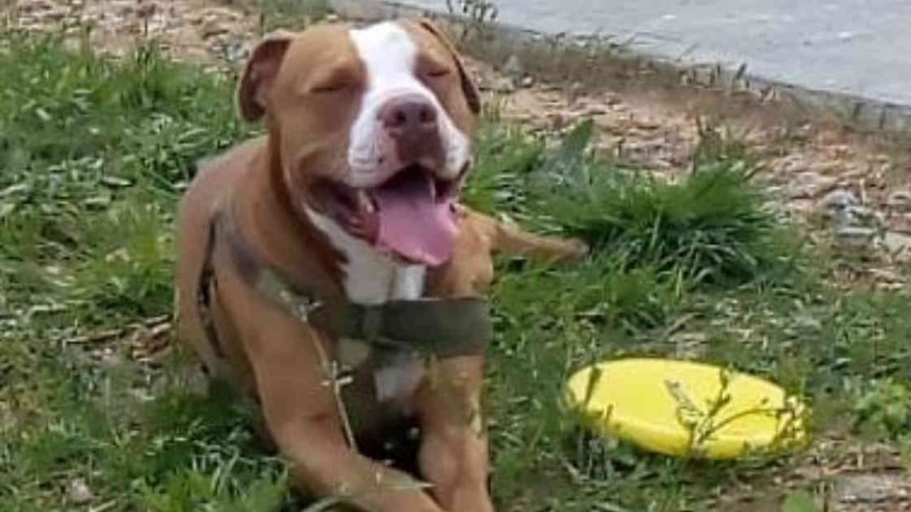 Él es Terry, el perro que fue atacado en su hocico y boca por su vecino en un acto de intolerancia. Foto: archivo particular.