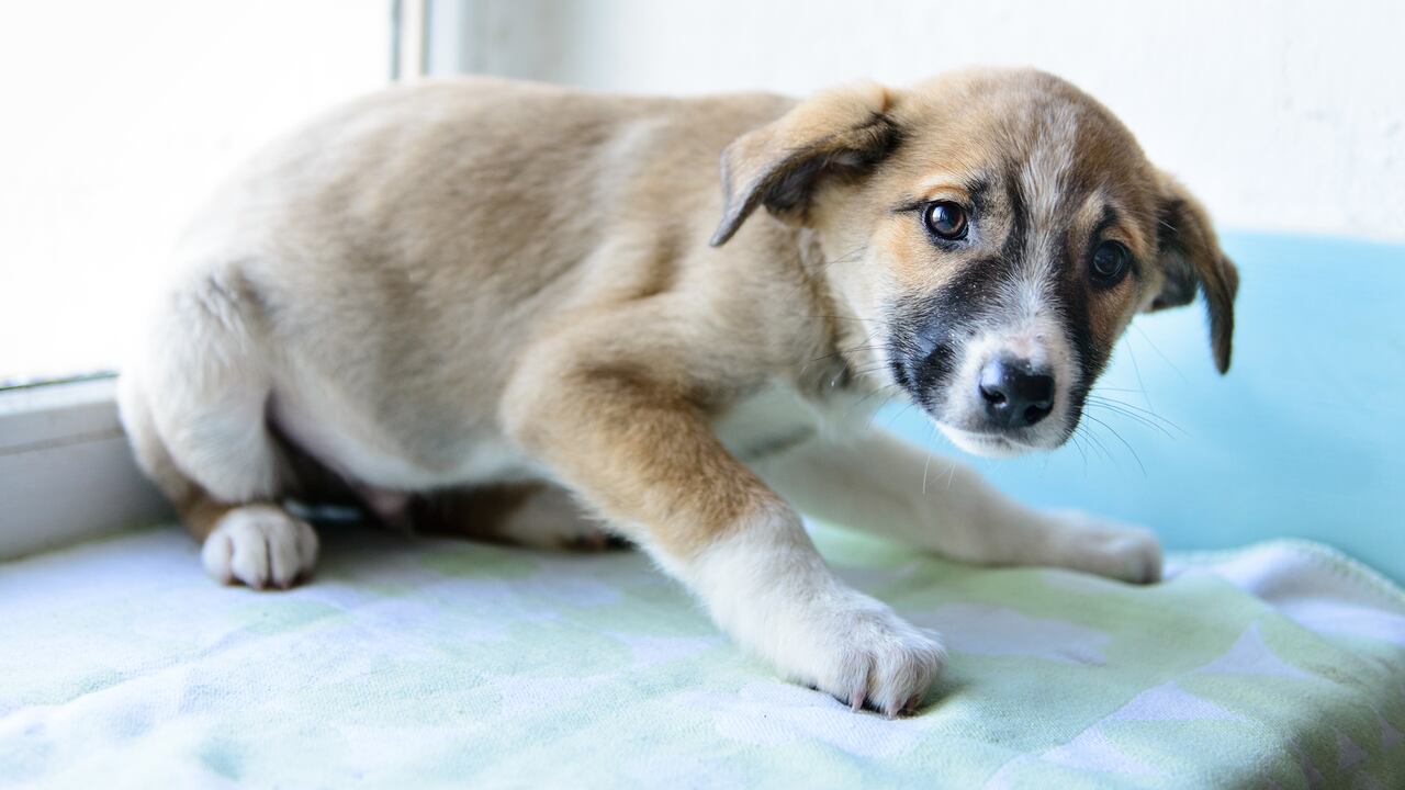 Al menos 14 perros habrían sido envenenados. Imagen de referencia.
