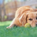 Golden Retriever with Ball
