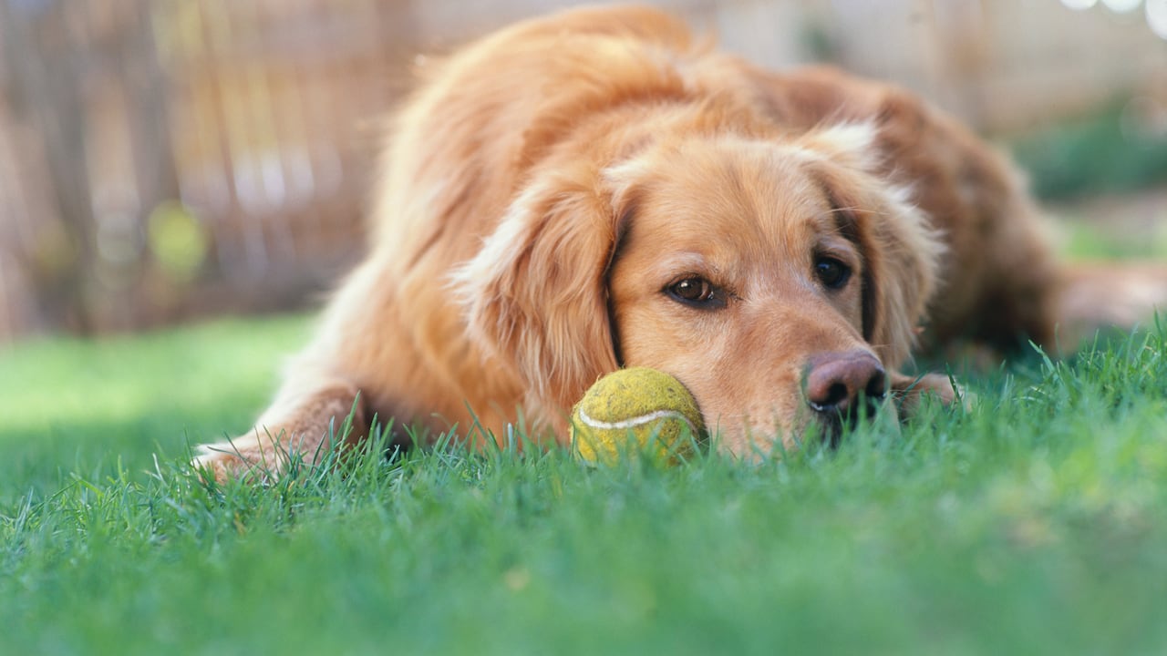 Los Golden retriver son una de las razas más populares en Colombia.