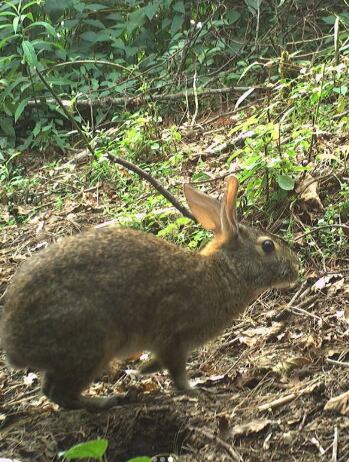 El conejo de cola de algodón Omiltemi, un mamífero que parecía extinto, fue hallado en las montañas de México, sorprendiendo a los científicos.