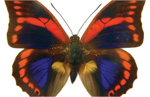 Prepona roja de montaña, una colorida y escasa especie que recorre las cordilleras desde Perú hasta Venezuela.  En Colombia se ha registrado en las tres cordilleras, pero solo en 5 ocasiones.  Es una especie que no tolera áreas abiertas y por esto está gravemente amenazada, pues solo habita bosque muy conservados y hoy en día en Colombia son muy pocos.