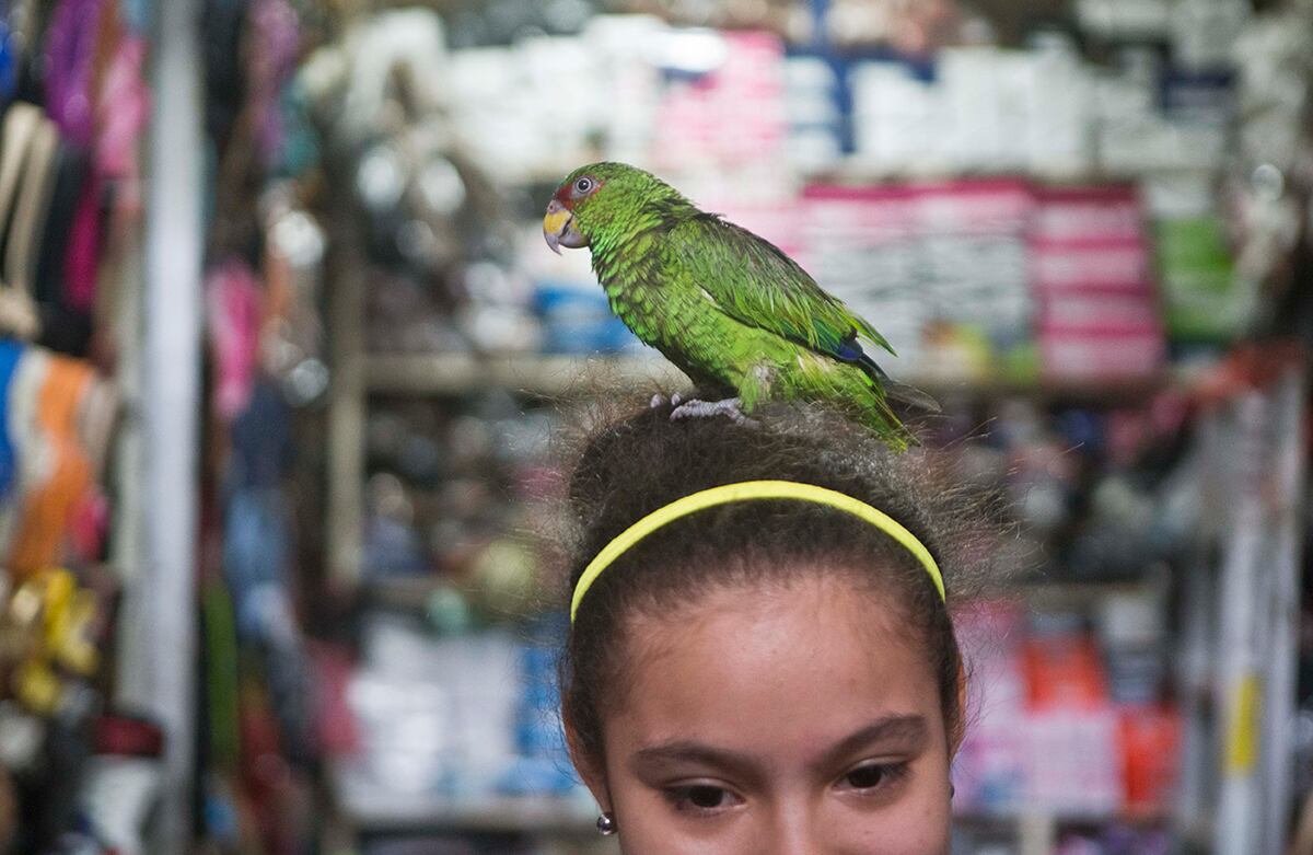 Moncerrat Cisnado, de 14 años de edad, carga a su loro “Linda” en su cabeza mientras trabaja en la tienda de zapatos de su madre en Managua, Nicaragua. (AP)