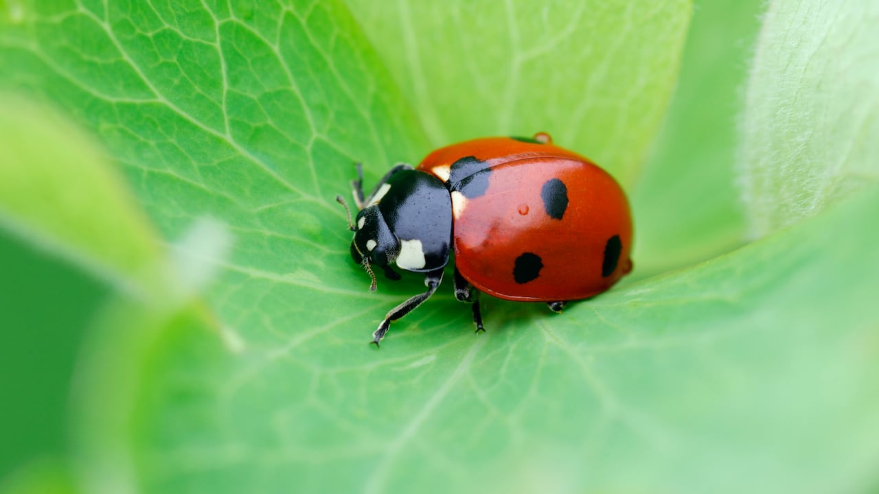 La aparición de una mariquita puede ofrecer un recordatorio simbólico de la belleza.