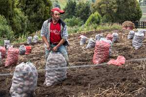 Campesinos cultivadores de papa. Ventaquemada Boyacá Noviembre 4 de 2020.
Foto: Juan Carlos Sierra-Revista Semana.
