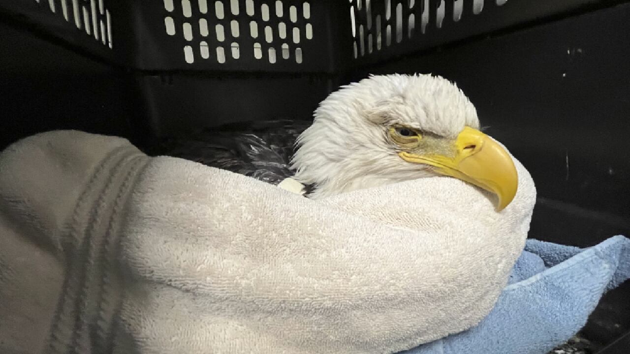 Preocupación por águilas envenenadas en EE.UU.