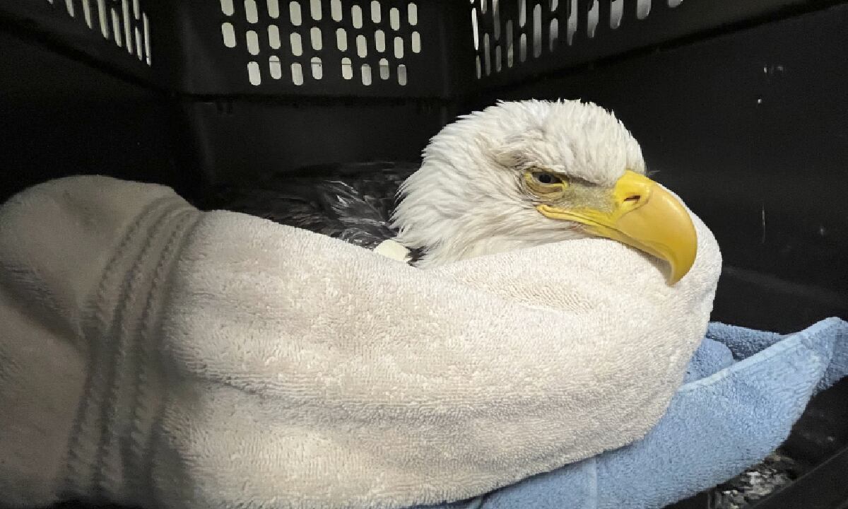 Preocupación por águilas envenenadas en EE.UU.