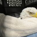 Preocupación por águilas envenenadas en EE.UU.