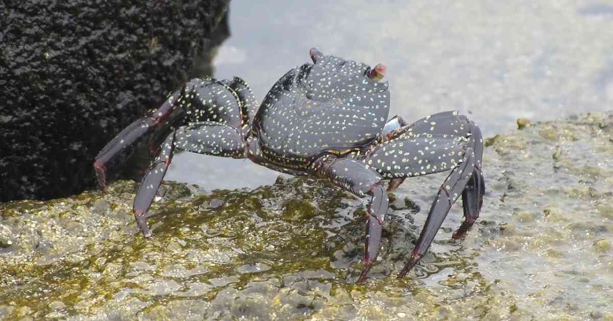 El cangrejo negro solo habita en Colombia en las islas de San Andrés, Providencia y Santa Catalina. Foto: Pixabay