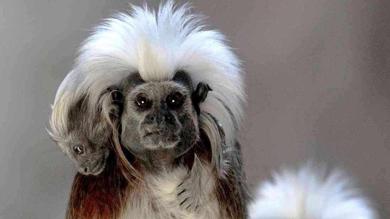 Estiman que solo queda el cinco por ciento de la especie. Foto: AFP