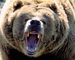 El menor tuvo que ser llevado a un hospital debido a las heridas que sufrió en el ataque.