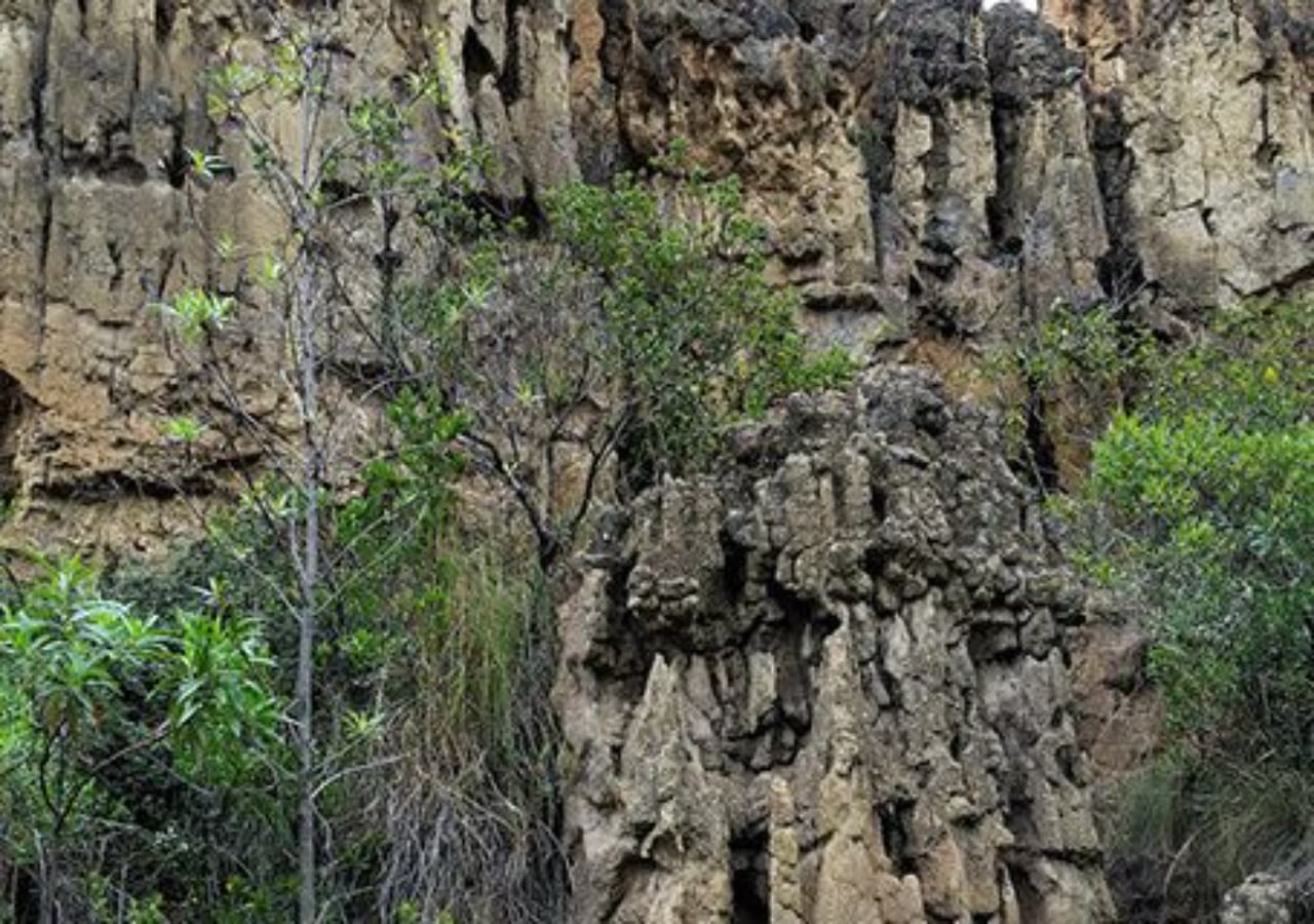Estoraques, Floresta